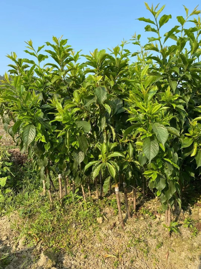 三华李苗：生长快，结果多，个头大，脆甜