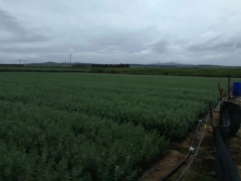 辽宁然冉沙棘木苗培育中心，培育新品种沙棘苗，沙棘杯苗。
