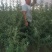 辽宁然冉沙棘木苗培育中心，培育新品种沙棘苗，沙棘杯苗。