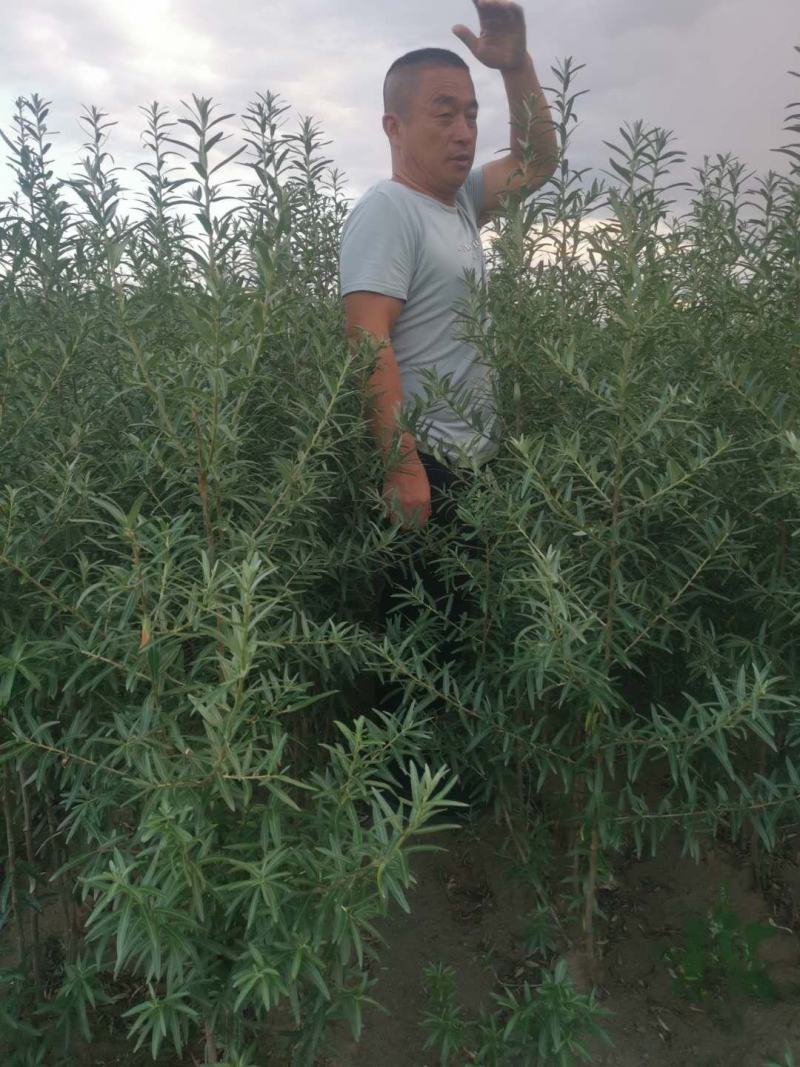 辽宁然冉沙棘木苗培育中心，培育新品种沙棘苗，沙棘杯苗。