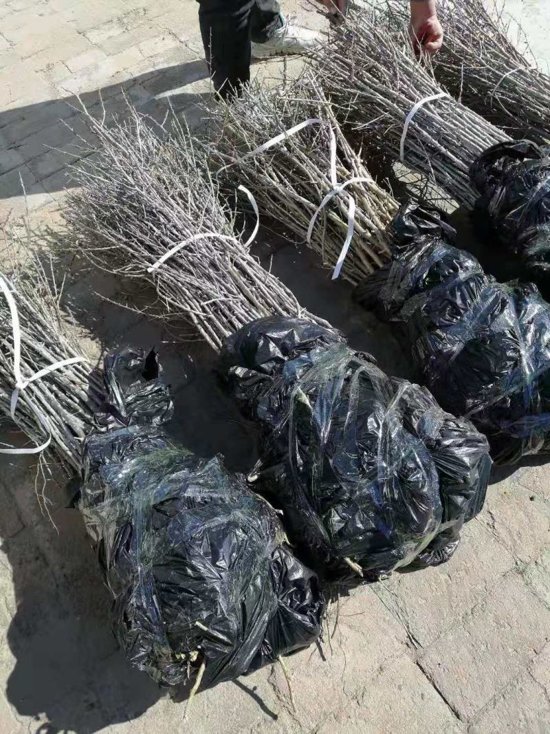 辽宁然冉沙棘木苗培育中心，培育新品种沙棘苗，沙棘杯苗。