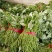 产地出售龙署九号，西瓜红，烟二五大田蔓头苗