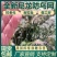 厂家生产果园防鸟网葡萄樱桃防护天网稻田池塘防鸟网