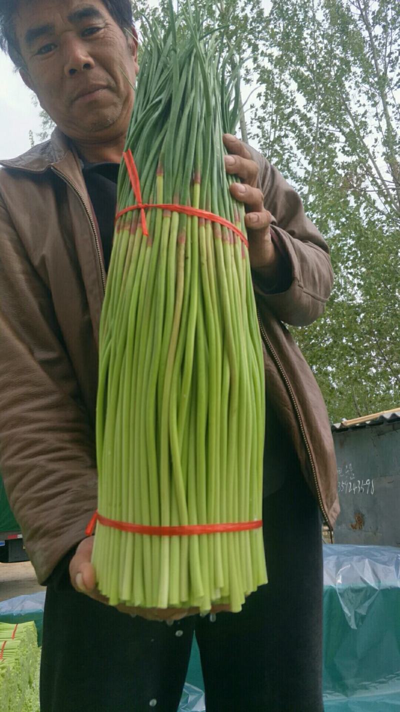 【蒜薹】新鲜红帽蒜薹大量供应，中牟基地诚信代办，欢迎看货