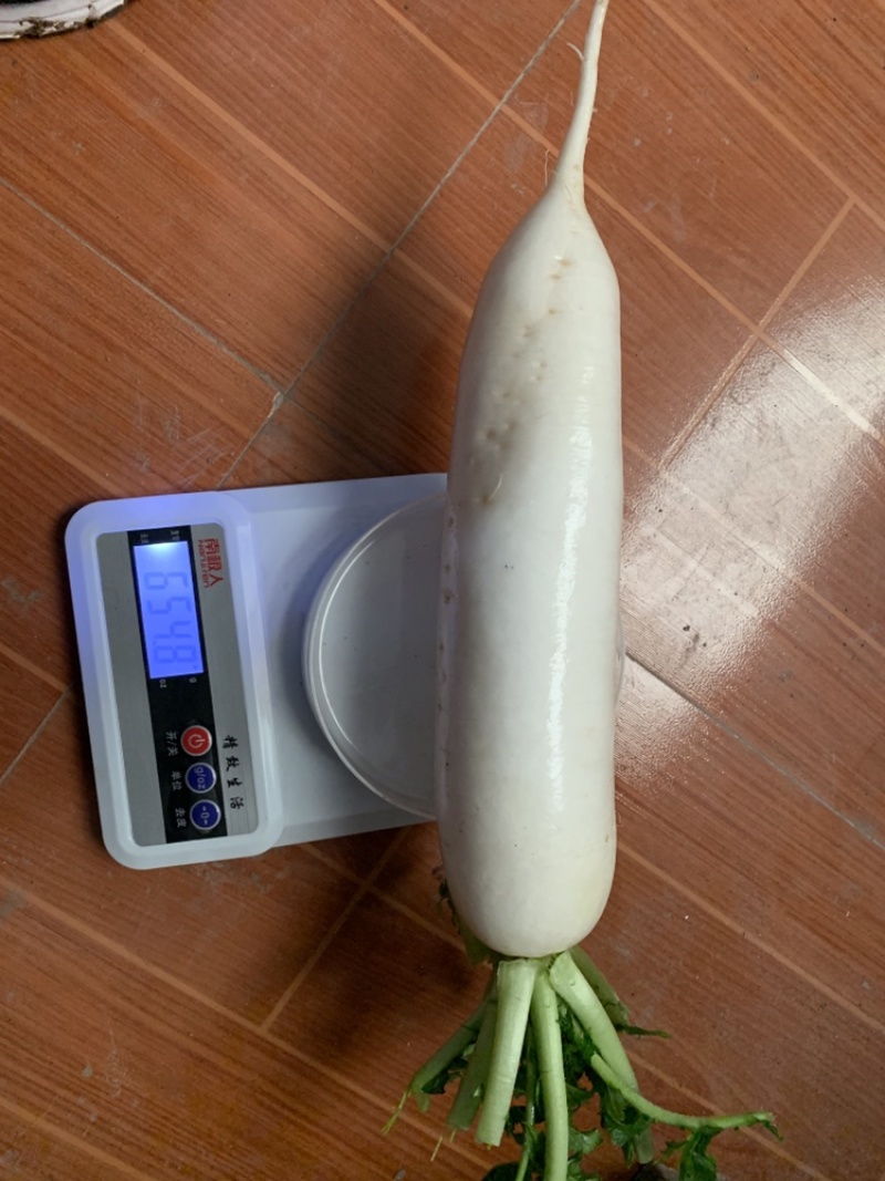 白萝卜，精品条子货