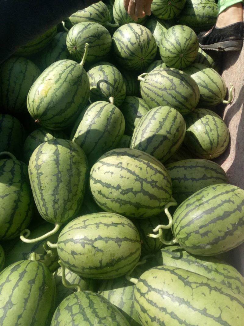 2K西瓜头茬吊瓜商超品质保熟保甜红壤黑籽保质保量现货供应