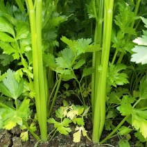 芹菜，山东青岛精品芹菜，基地现摘现发，保质保量，