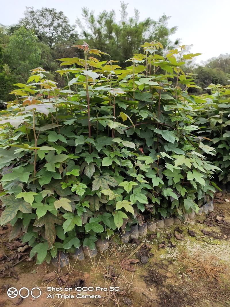 枫香小苗枫香树苗枫香袋苗枫香批发，