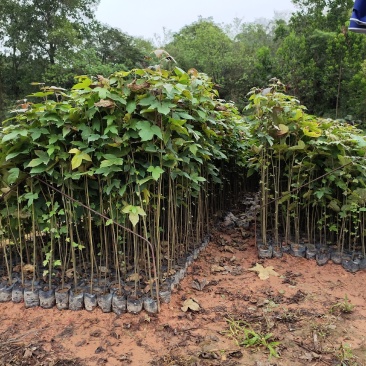 枫香小苗枫香树苗枫香袋苗枫香批发，