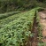 樟树小苗香樟袋苗香樟苗香樟批发，