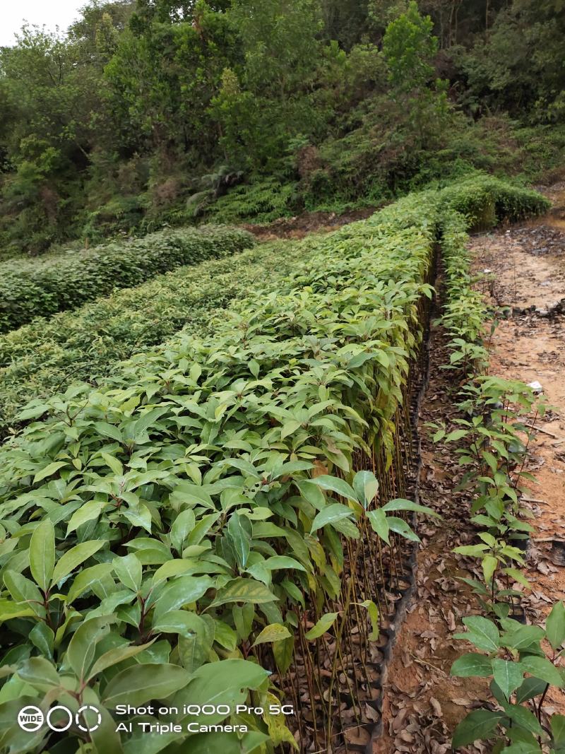 樟树小苗香樟袋苗香樟苗香樟批发，