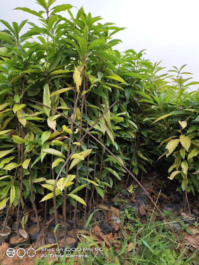 木荷荷树苗荷木小苗木荷袋苗木荷批发