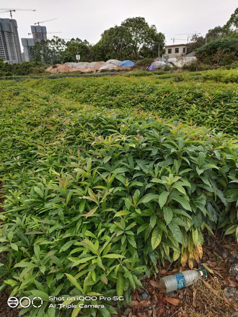 木荷荷树苗荷木小苗木荷袋苗木荷批发