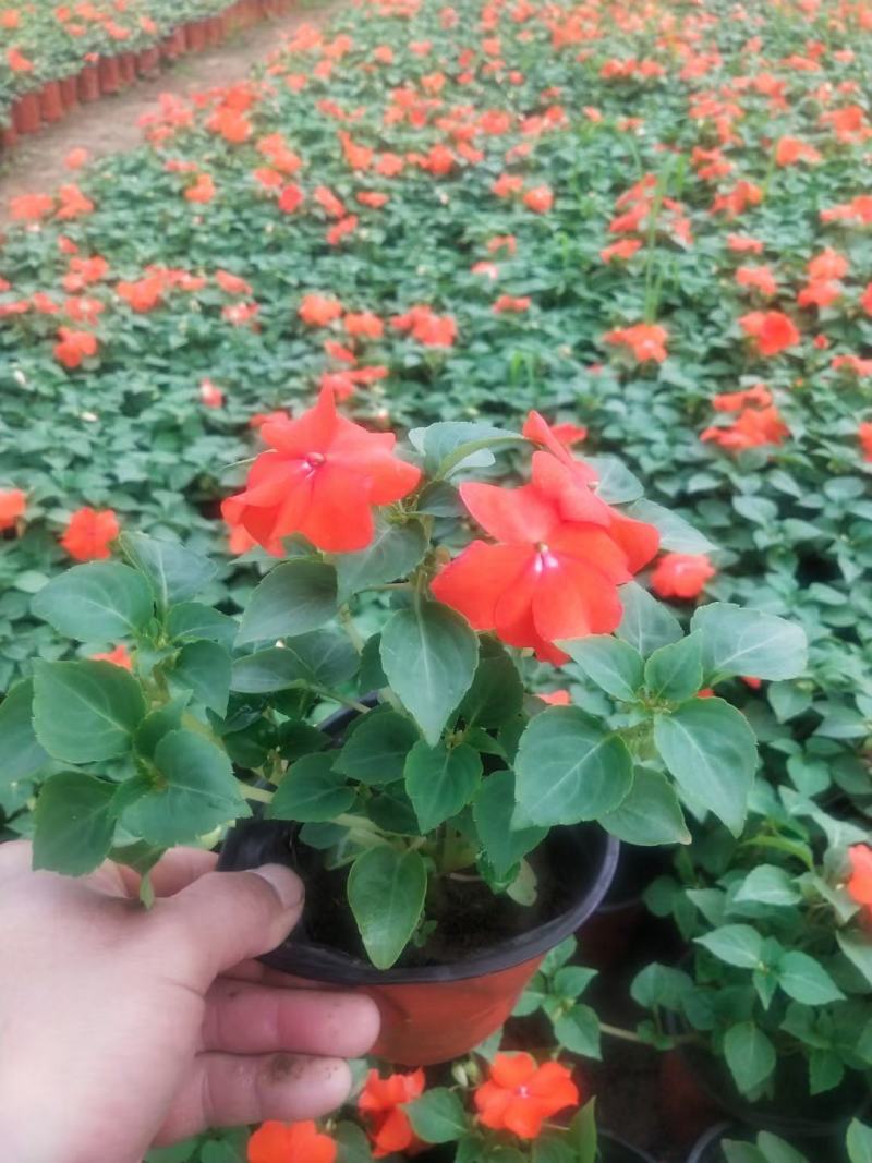 出售优质非洲凤仙，多种颜色，开花鲜艳。基地现货，质量保证
