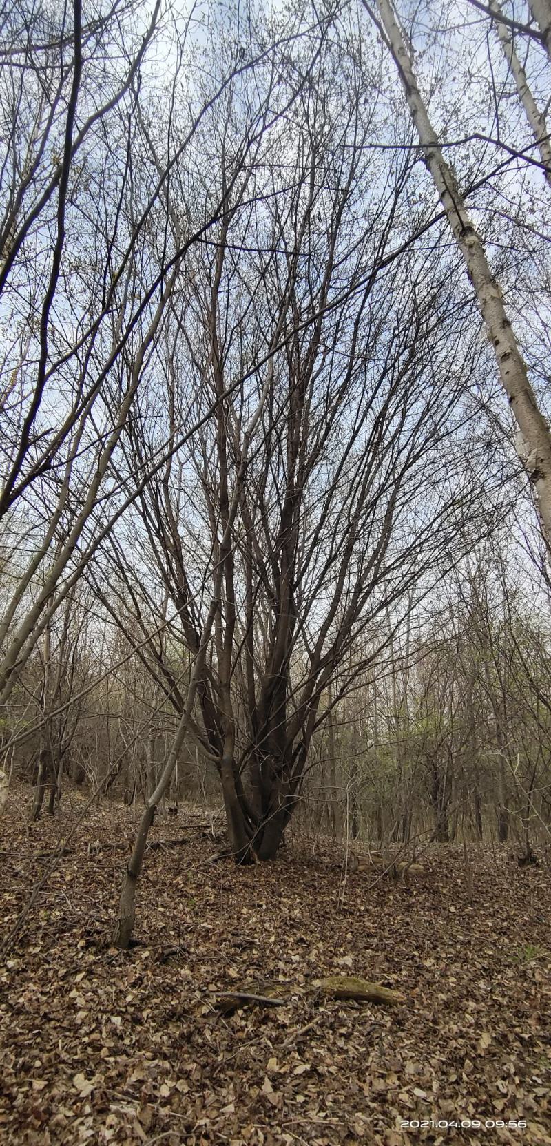 基地直销丛生茶条槭、独杆茶条槭、量大规格齐全