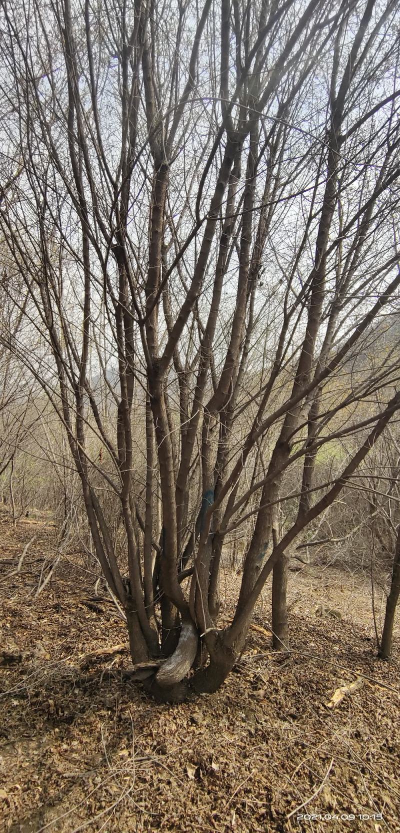 基地直销丛生茶条槭、独杆茶条槭、量大规格齐全