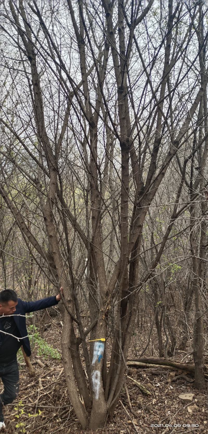 基地直销丛生茶条槭、独杆茶条槭、量大规格齐全