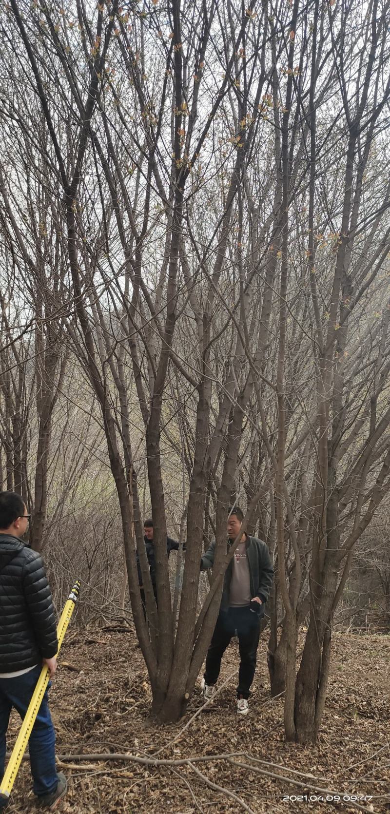 基地直销丛生茶条槭、独杆茶条槭、量大规格齐全