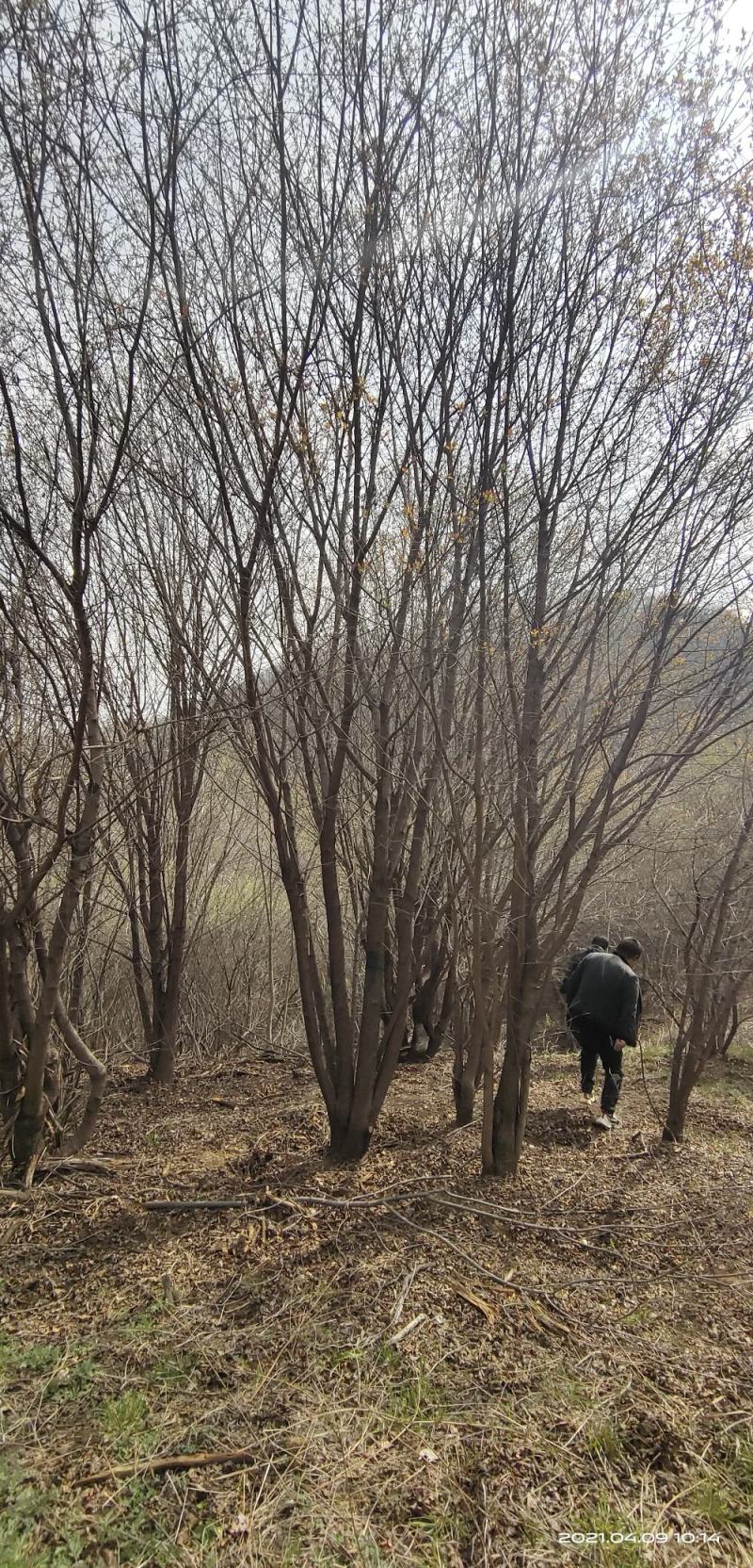 基地直销丛生茶条槭、独杆茶条槭、量大规格齐全