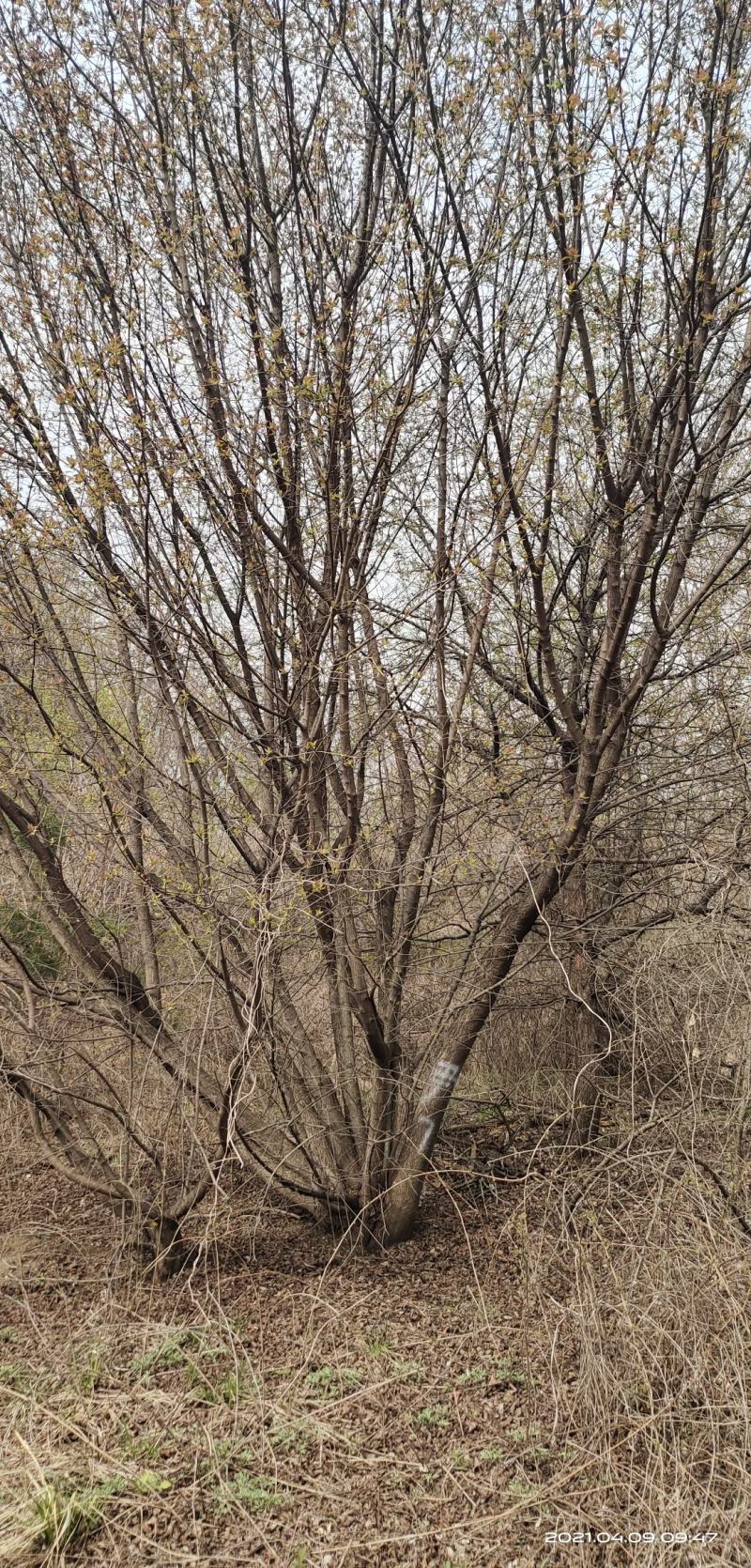 基地直销丛生茶条槭、独杆茶条槭、量大规格齐全