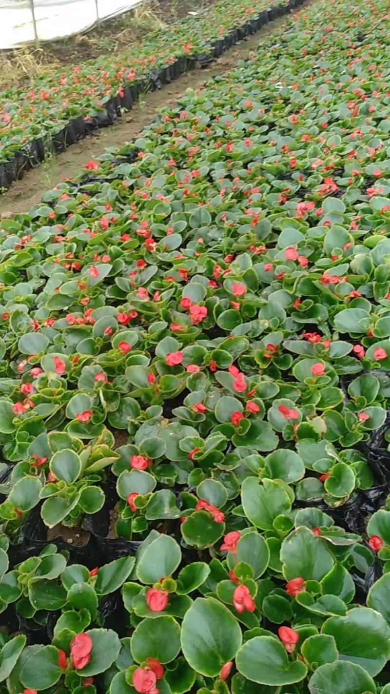 四季海棠批发，草花基地直发