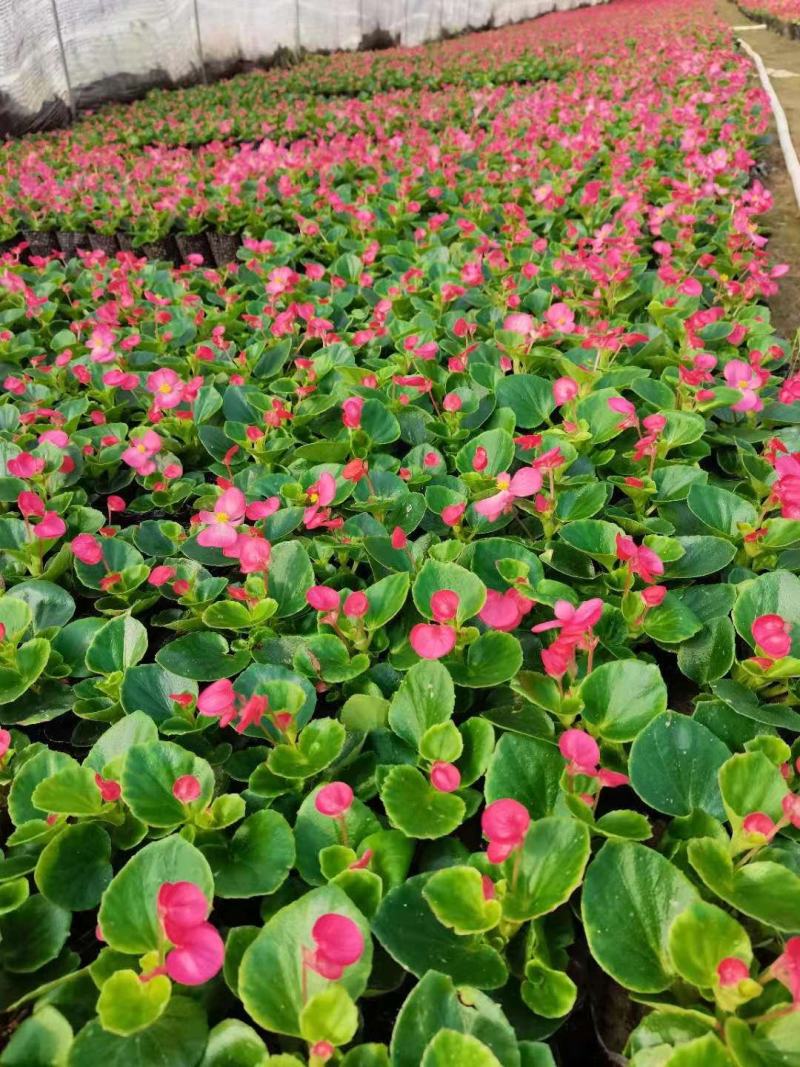 四季海棠批发，草花基地直发