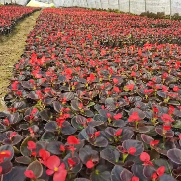 四季海棠批发，草花基地直发