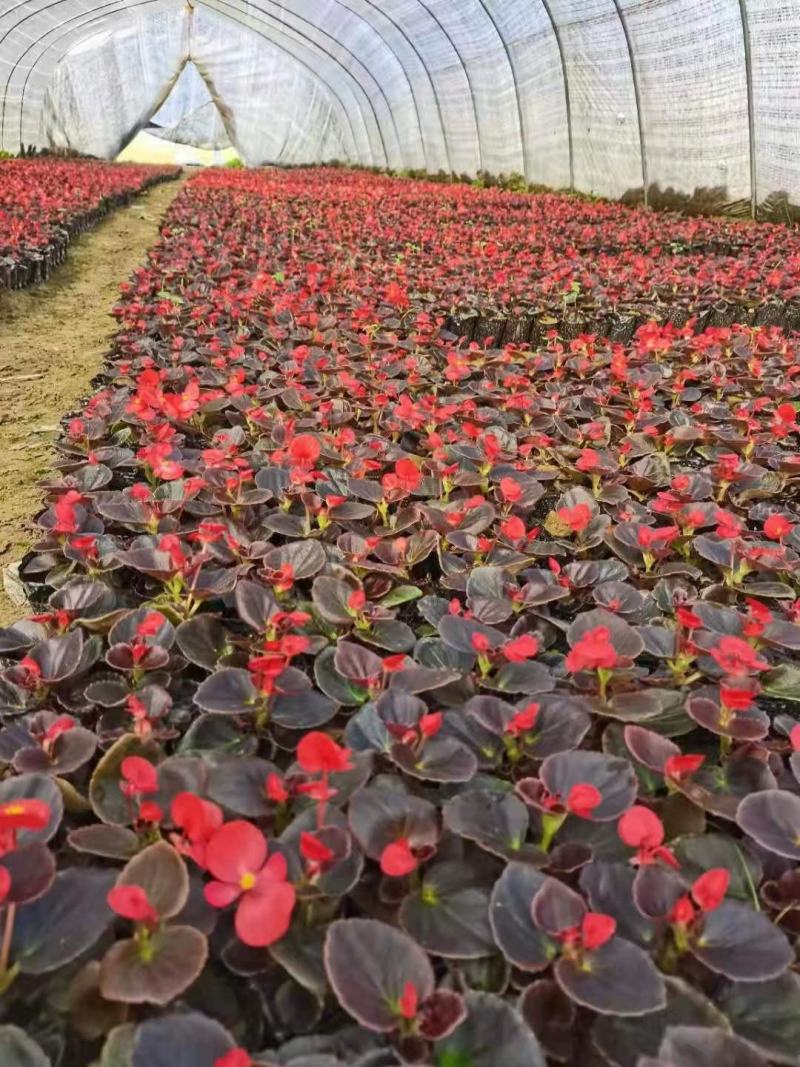 四季海棠批发，草花基地直发