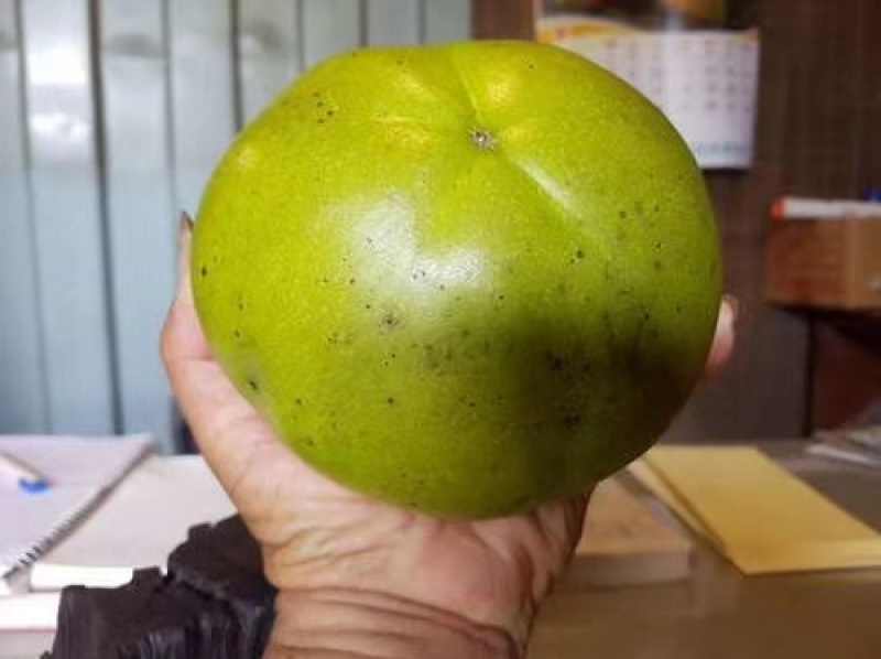 黑柿巧克力布丁黑柿苗