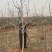 核桃树核桃苗，各种规格，，