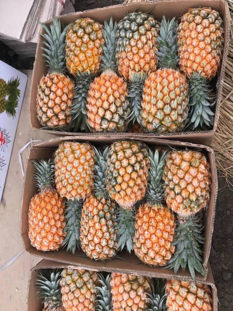 云南红河河口香水菠萝\大量现货丶产地直发电商货、市场货