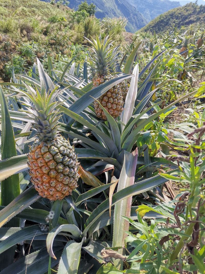 云南红河河口香水菠萝\大量现货丶产地直发电商货、市场货