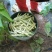 山东青岛平度芸豆大量上市