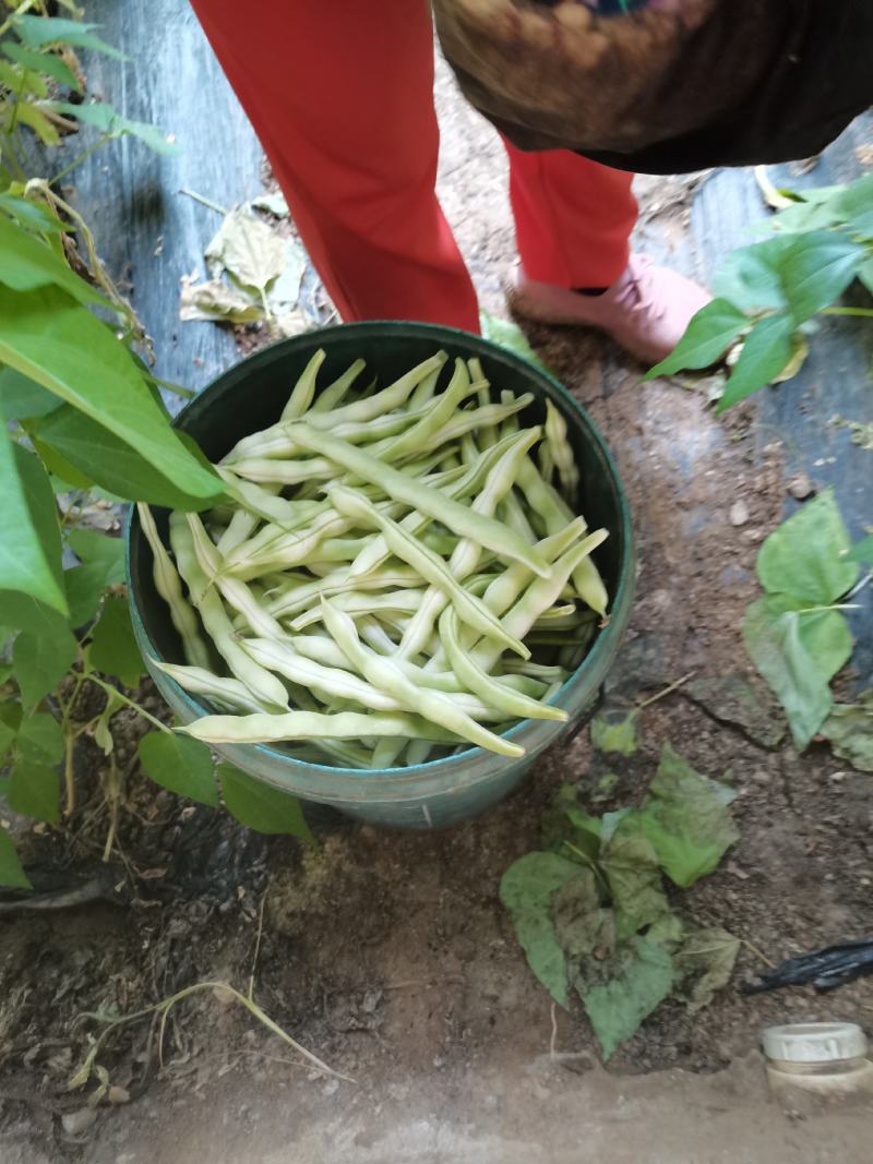 山东青岛平度芸豆大量上市