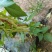 山东青岛平度芸豆大量上市