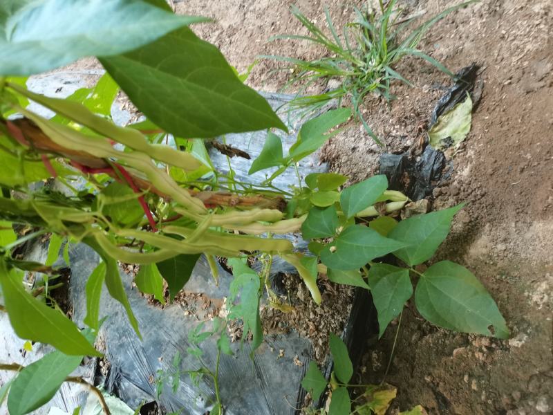 山东青岛平度芸豆大量上市