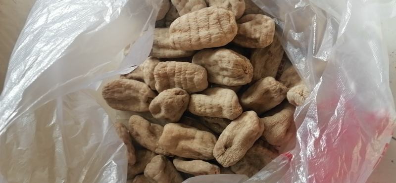 天麻，优质八环乌天麻