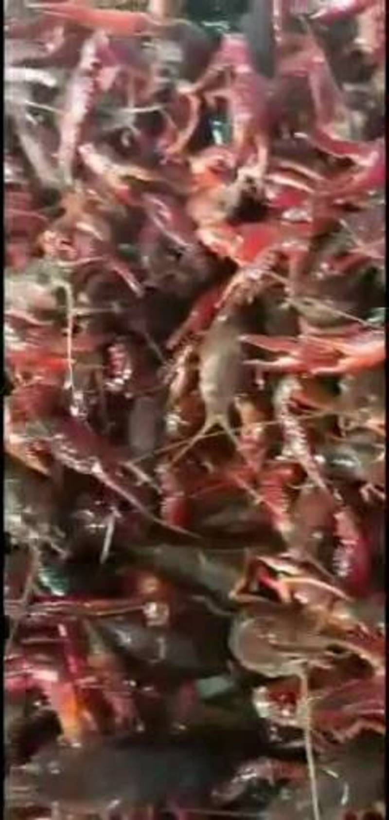 【热销中】小龙虾养殖基地肉肥腮白底板干净全国发货死亡包赔