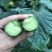 【热卖】早春秋延定植的瑞莱108强雌黑油亮大黄瓜种子包邮到家