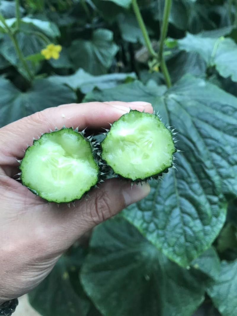 【热卖】早春秋延定植的瑞莱108强雌黑油亮大黄瓜种子包邮到家