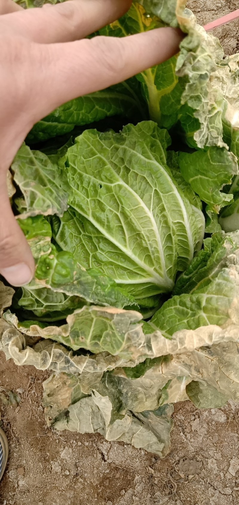 越冬白菜种子～北海道黄芯菜