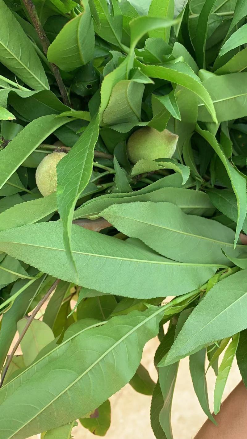 水蜜桃苗，大果脆甜高产品种，南北方适合种，嫁接苗