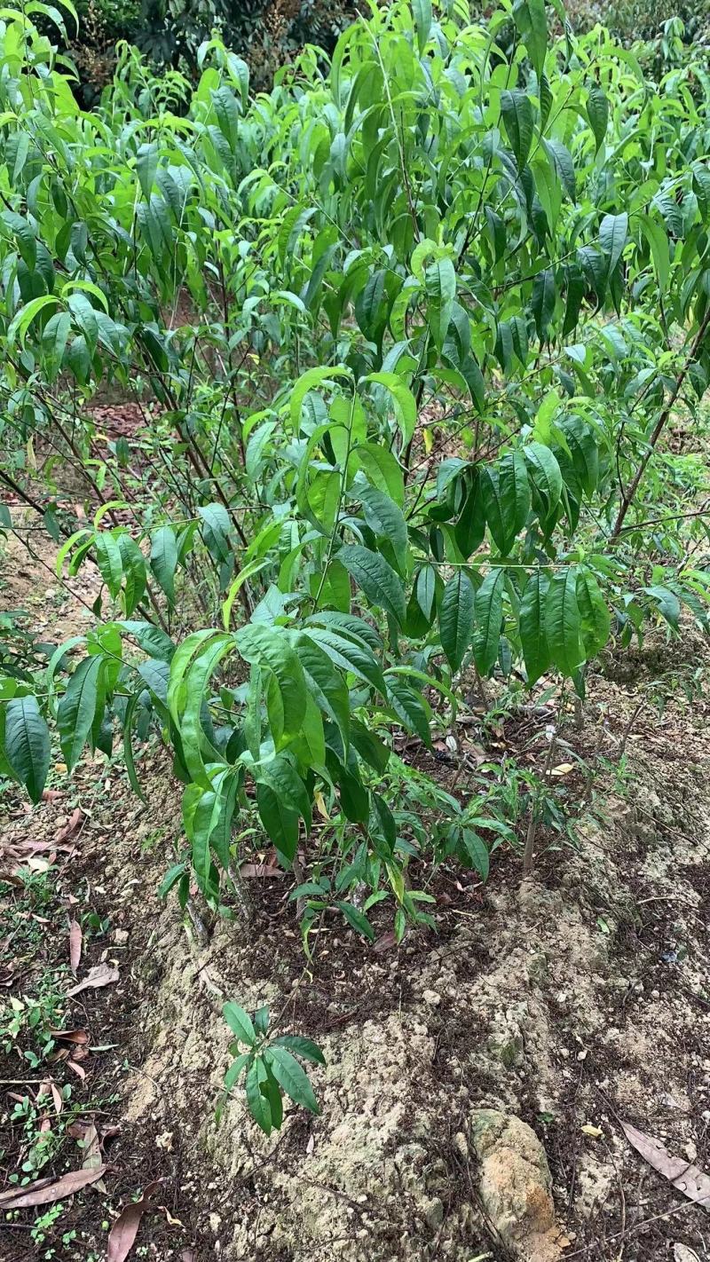 水蜜桃苗，大果脆甜高产品种，南北方适合种，嫁接苗