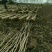 杨树苗1米5一5米。基地大量批发无絮杨树苗一年和两年的苗