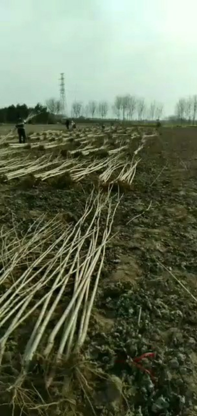杨树苗1米5一5米。基地大量批发无絮杨树苗一年和两年的苗