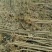 杨树苗1米5一5米。基地大量批发无絮杨树苗一年和两年的苗
