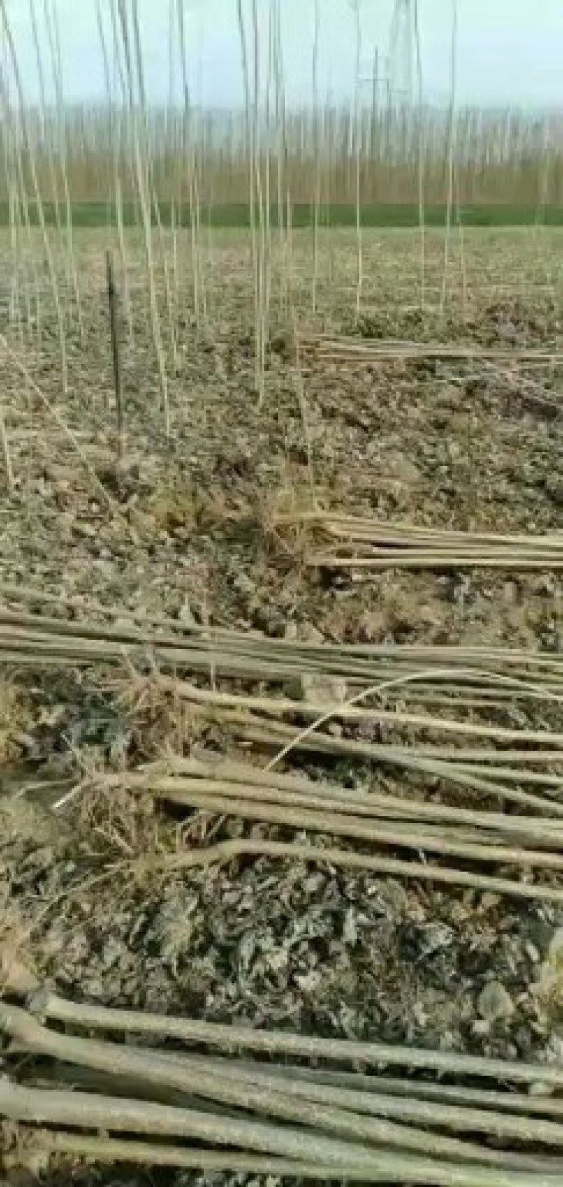 杨树苗1米5一5米。基地大量批发无絮杨树苗一年和两年的苗