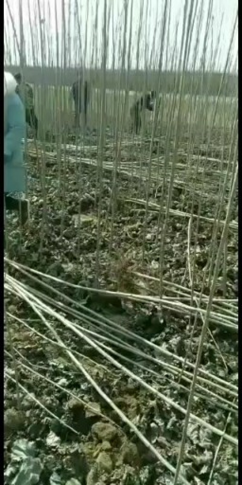 杨树苗1米5一5米。基地大量批发无絮杨树苗一年和两年的苗
