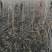 杨树苗1米5一5米。基地大量批发无絮杨树苗一年和两年的苗