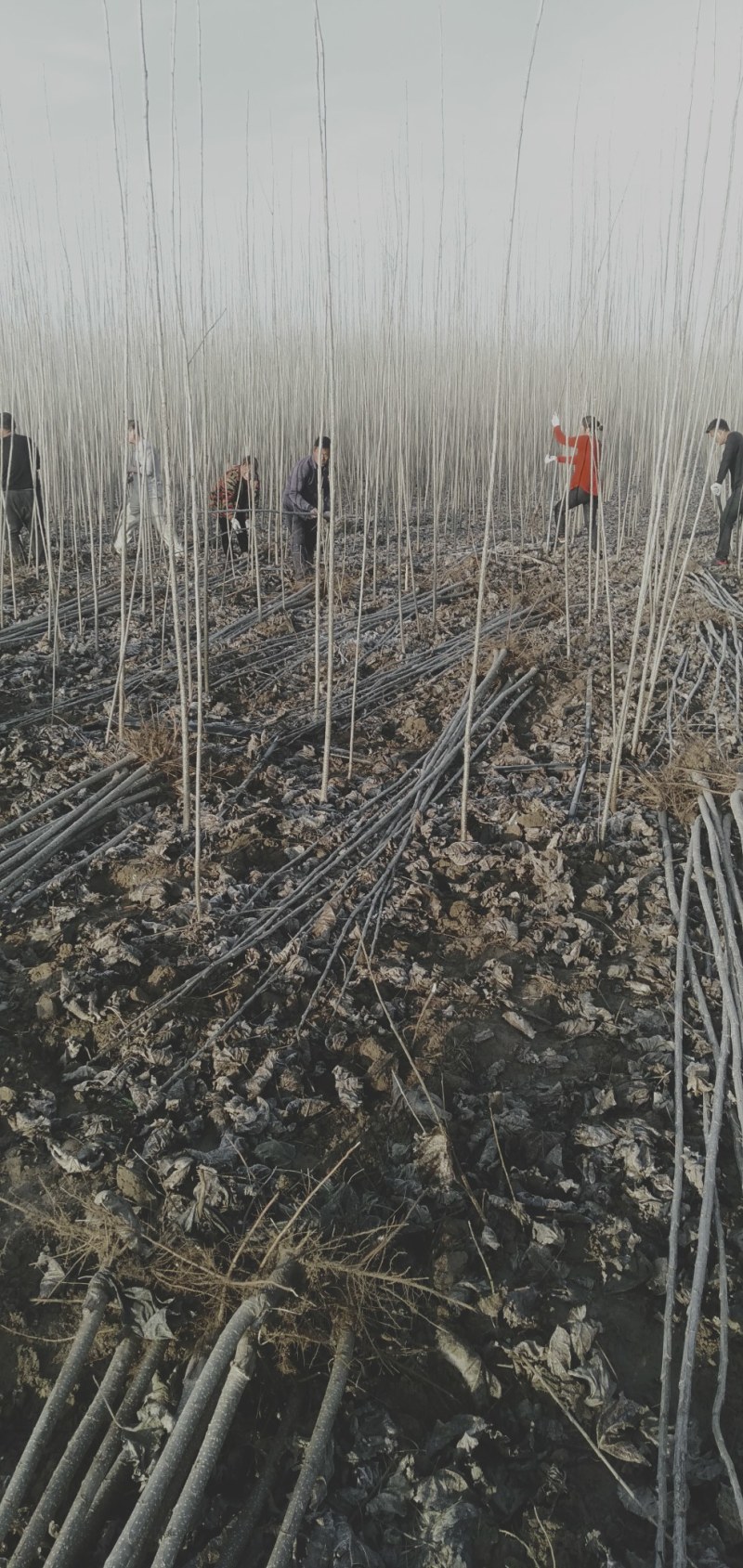 杨树苗1米5一5米。基地大量批发无絮杨树苗一年和两年的苗
